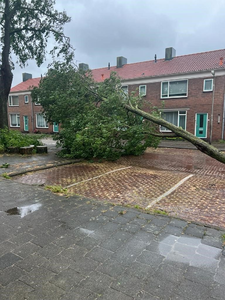 NOC-Poly- omgewaaide boom in de wijk Overwhere